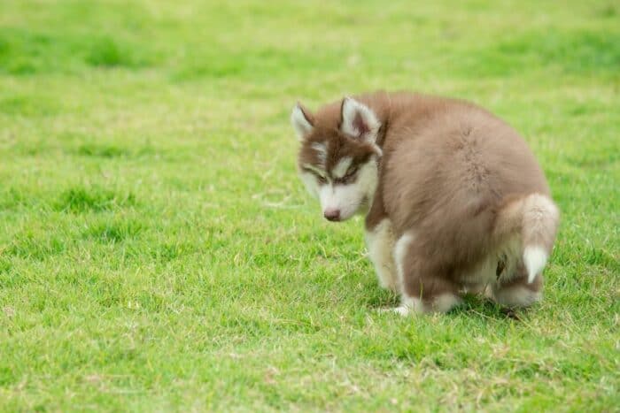 Puppy Pooping In Grass