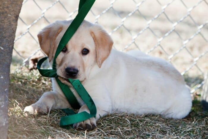 あなたの犬がひもを引っ張るのを止める方法 