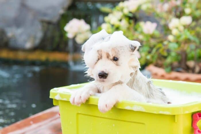 When Can You Give Your Puppy A Bath? - Adorable puppy covered in soap inside a yellow bath tub.