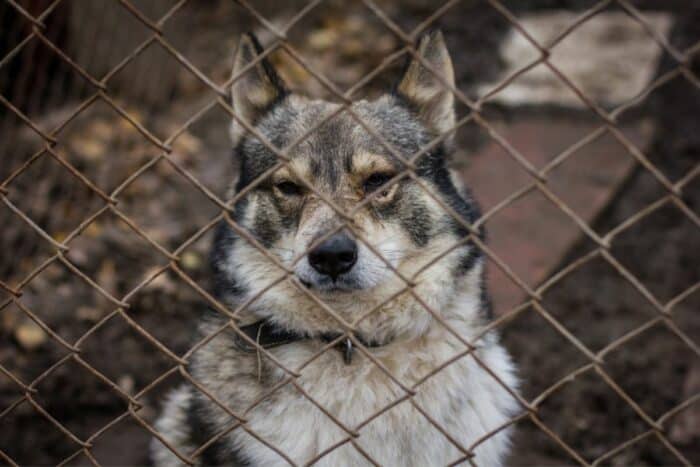 Dog standing behind a fence