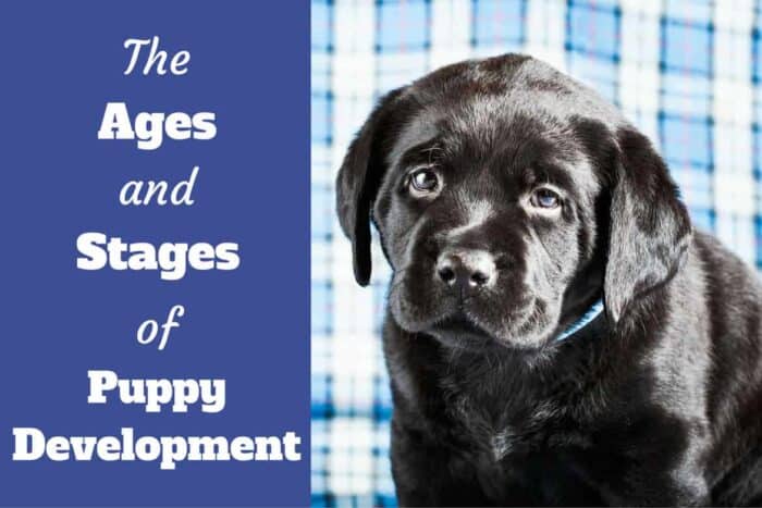 The Ages And Stages of Puppy Development - Black Labrador puppy looking back at the camera.