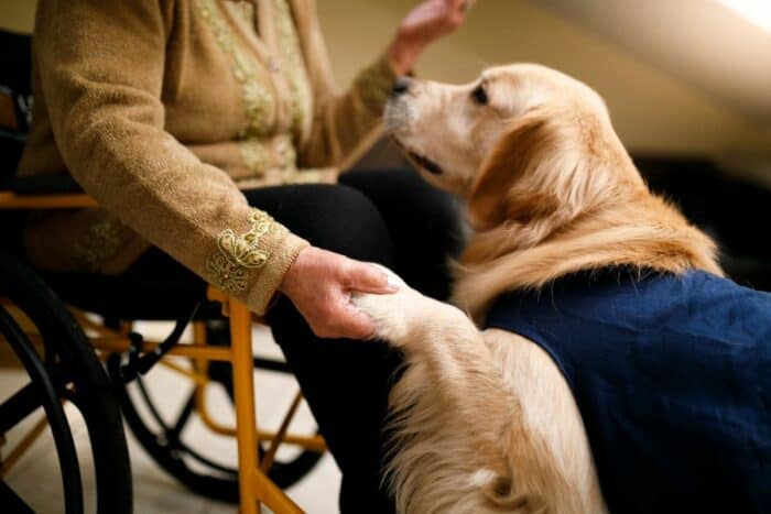 Come faccio a ottenere la certificazione del mio cane come cane da terapia?