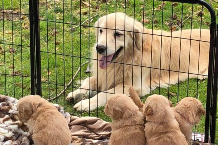 Golden Retriever down behind a fence separated from her puppies