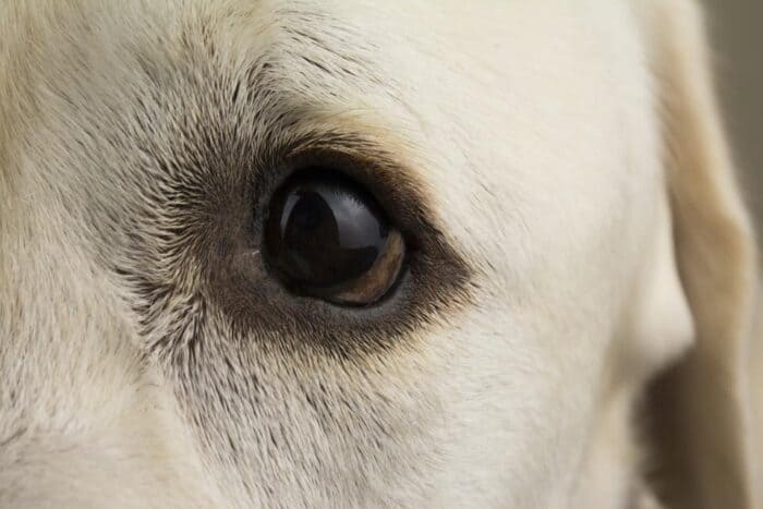 Stages and Development of a Puppy - the eye of a yellow Labrador Retriever