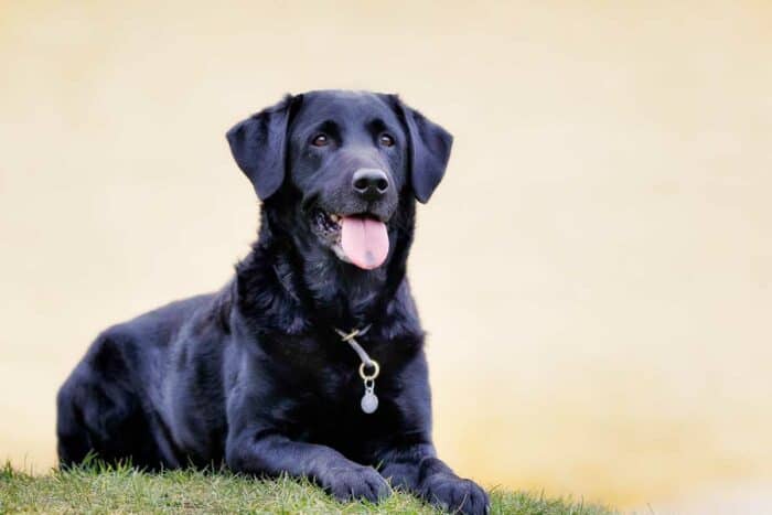 Black Lab in a down-stay in the grass.