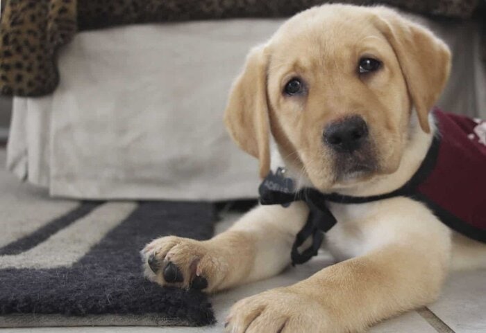 Adelle future Mobility Service Dog