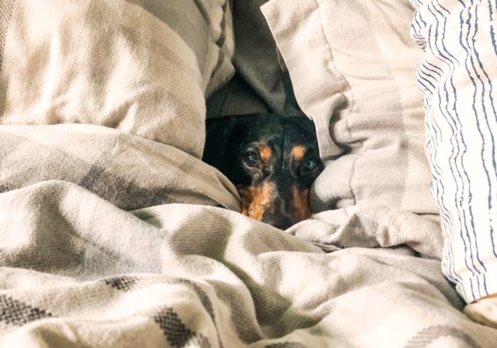 dog burrowing under blankets in a cozy cave dog bed