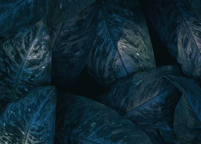 ALFED and Envantage partner to become CCA sector administrators