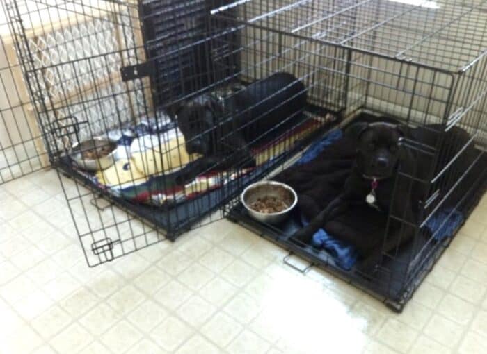 Missy (right) & Buzz (left) waiting for my command to eat in their crates