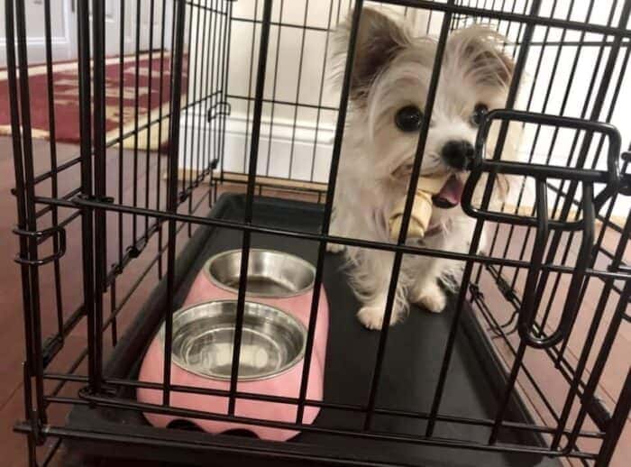 Morkie client puppy Madison in her crate