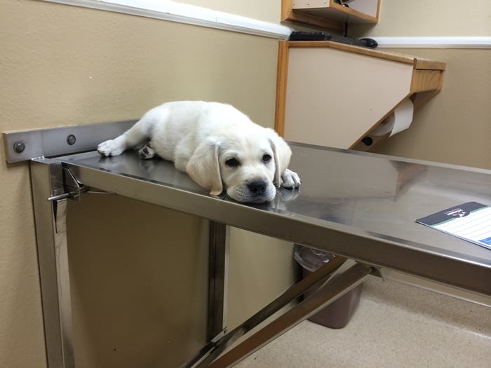 Archer at the vets office