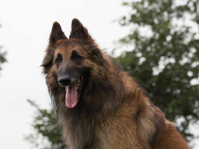 Belgian Tervuren standing