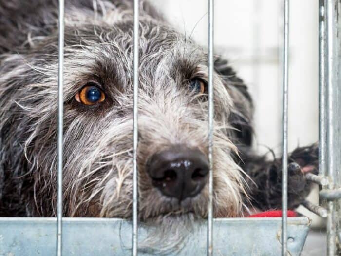 Dogs For Adoption Nunavut - dog down waiting in cage.