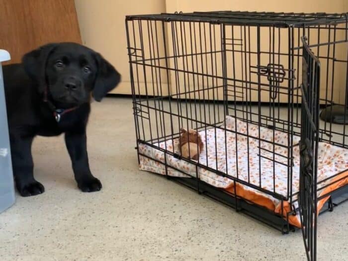 Black Lab Puppy Near Crate