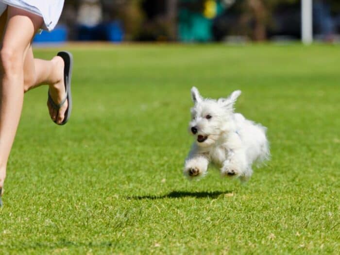 Are Dogs Faster Than Humans? - small dog chasing person on grass