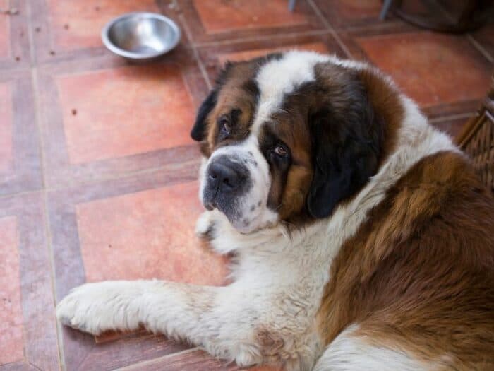 Big Saint Bernard waiting for food