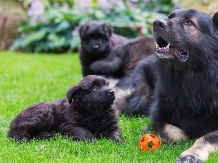 Black German Shepherd Puppy