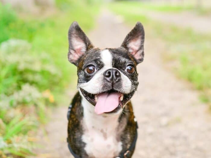 Boston Terrier mouth open