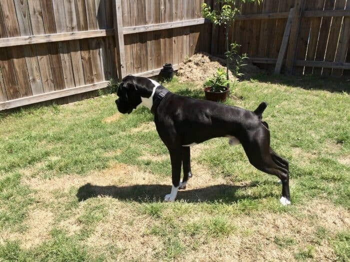 Boxer standing staring at shadow