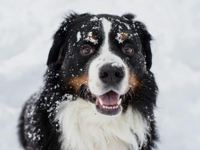 The Calm Bernese Mountain Dog