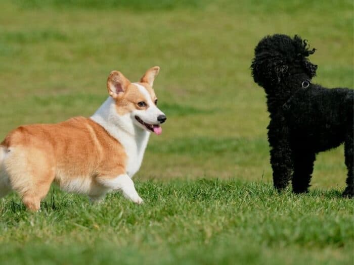 Corgi Poodle