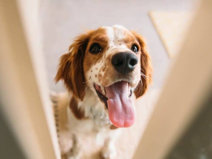 Dog sitting peaking through door way