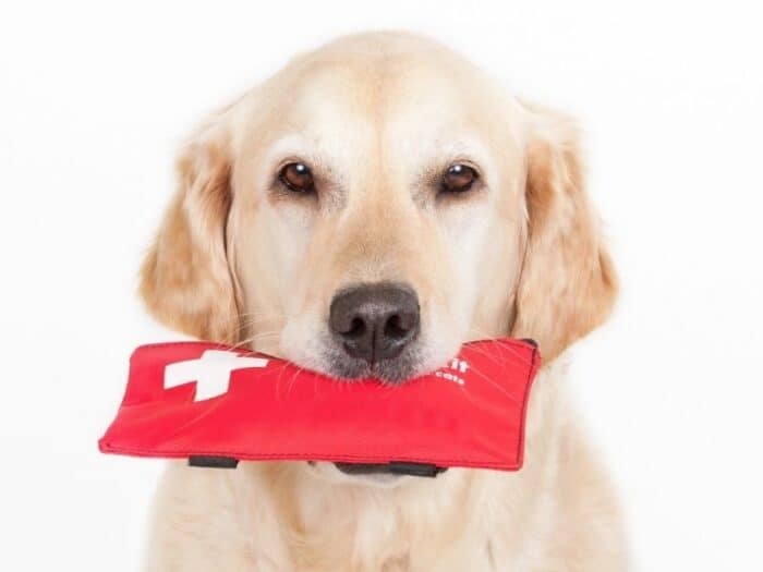 DNA Kits For Dogs - Yellow retriever holding red pouch in mouth.