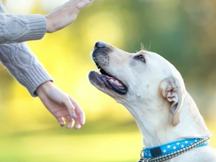 Hand Signals For Your Dog - Yellow Lab responding to hand signals