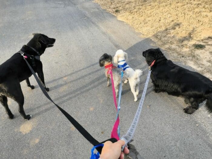 From left to right: Walking former clients Coco, Jasmine, Oliver and Brutus on 6’ nylon leashes