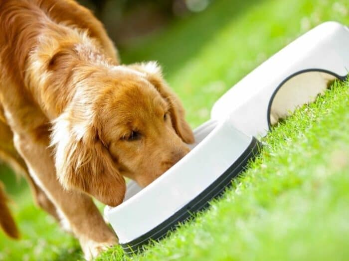 Golden Retriever Puppy Eating From White Bowl