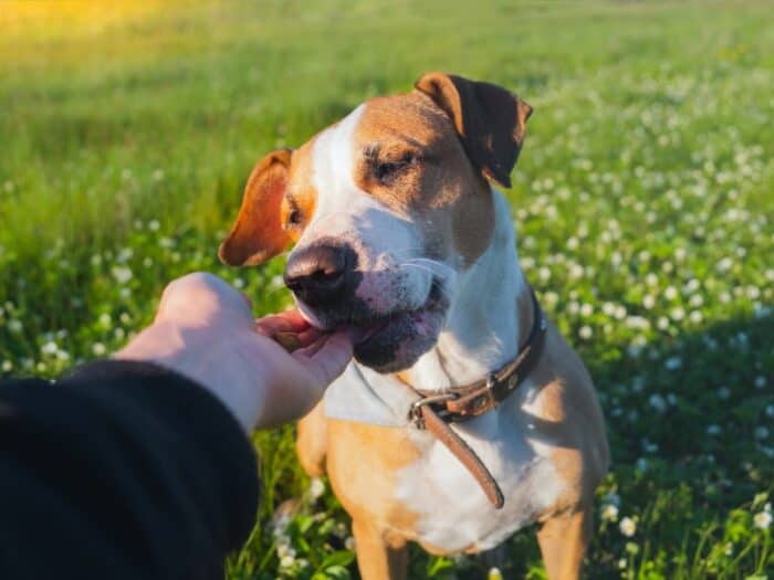 Dog in grass getting treats from hand