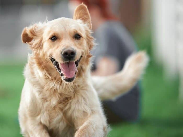 Hoeveel beweging heeft een golden retriever nodig?