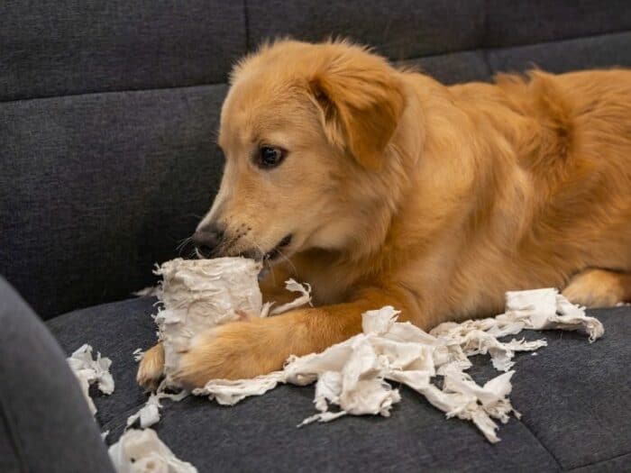 Golden Retriever Chewing Paper