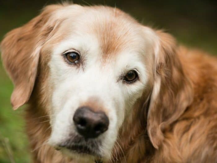 Golden Retriever Lifespan  - Old White faced Golden Retriever 