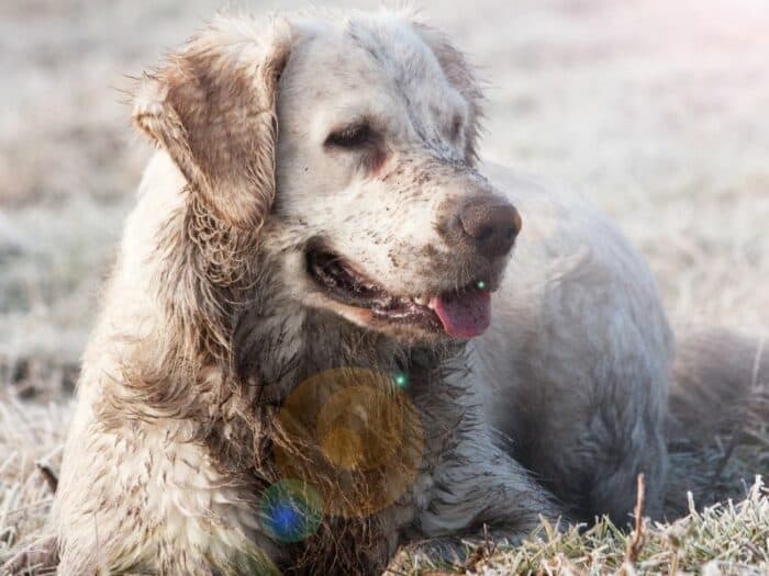 Golden Retriever Smell - muddy dirty golden retriever