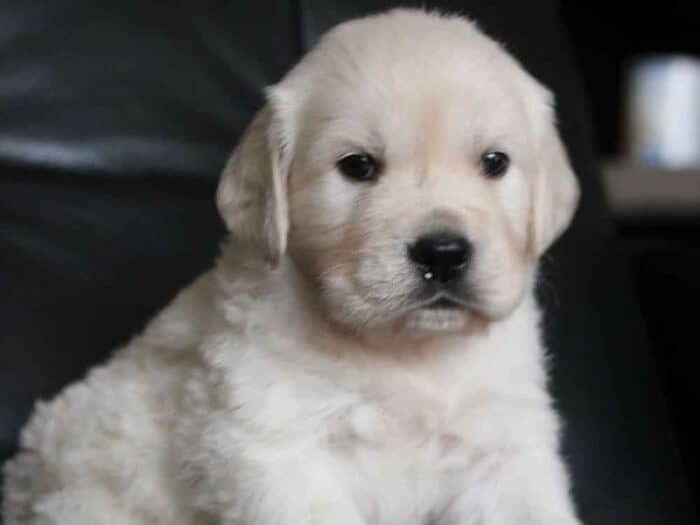 Golden Retriever Puppy - cream golden sitting on black chair