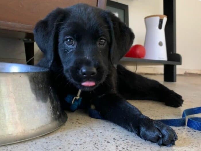 How Much Chicken & Rice For Your Dog By Weight? - Black Lab puppy lying on the floor looking up at dog bowl with crayon drawn images.