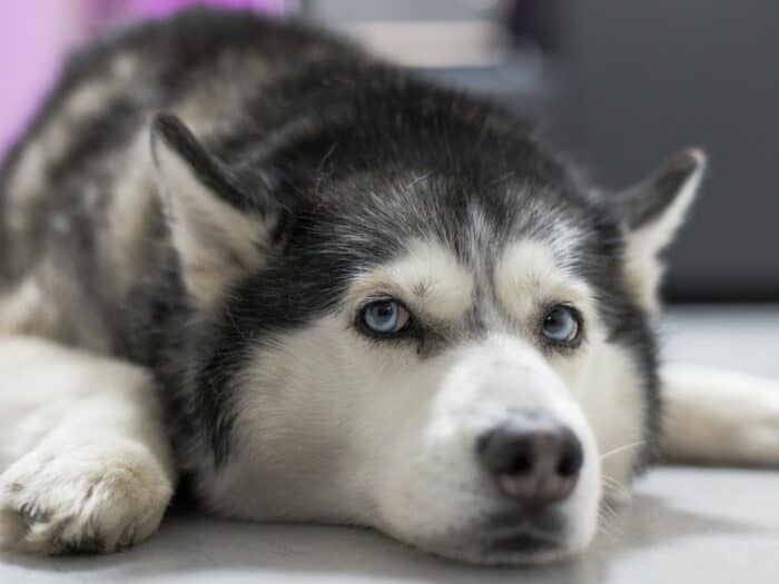 So You Want A Husky? - Husky lying on the ground.