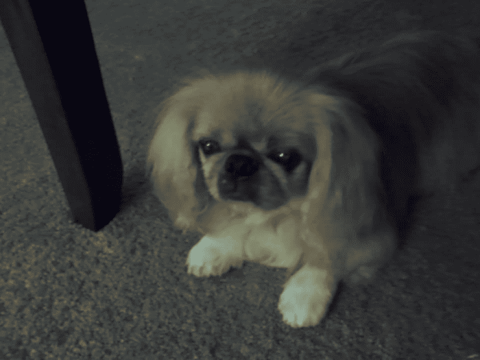 Peke under the table