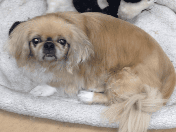 Peke on dog bed