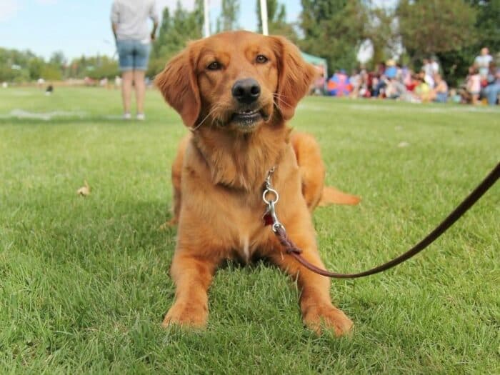 Lab Golden Mix - down in grass