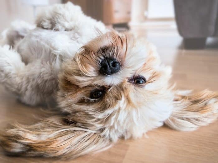 Lhasa Apso lying on back