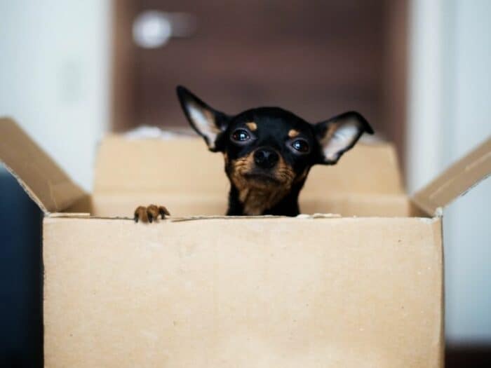 Moving Dog - Puppy Inside a.box ready to move