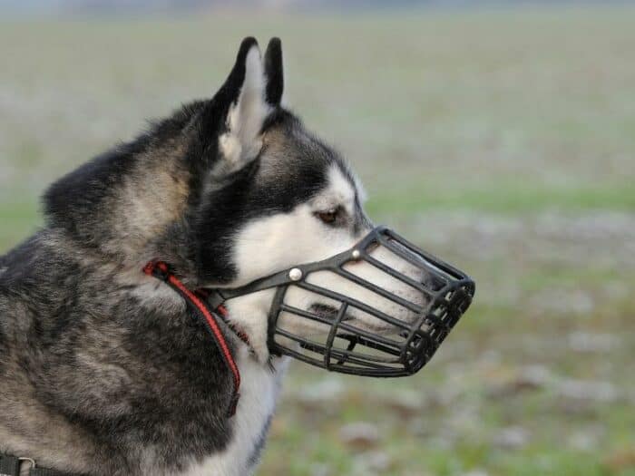 Muzzle Train A Dog - Husky wearing a muzzle