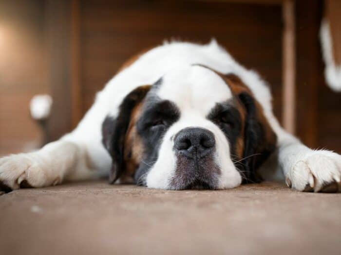 Older St Bernard taking a nap