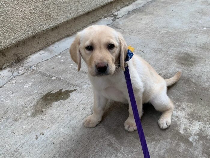 Puppy's first time going potty at her new home