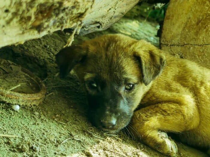 Puppy No Food in the dirt