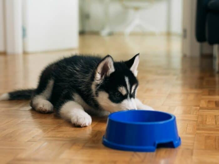 Puppy Picky Eater - Staring at bowl