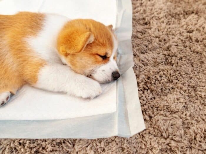 Puppy Potty Training Apartment - puppy lying on pee pad.