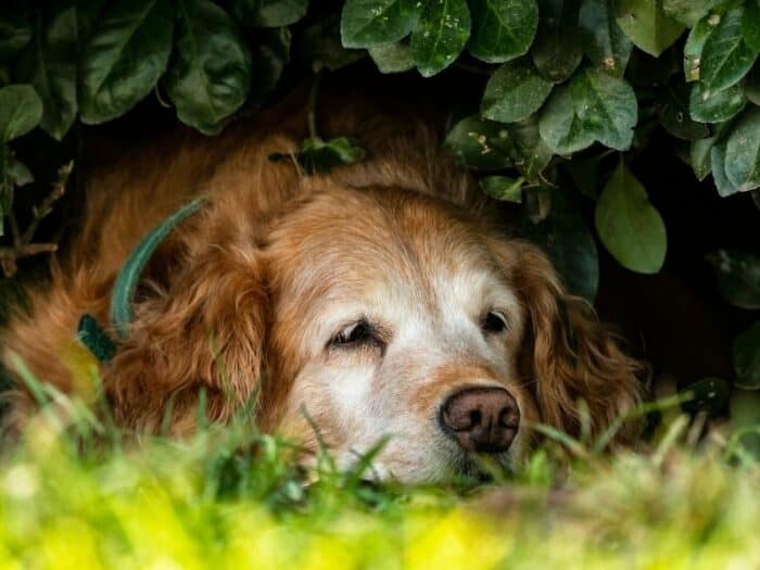 Senior Golden Retriever lying under a bush